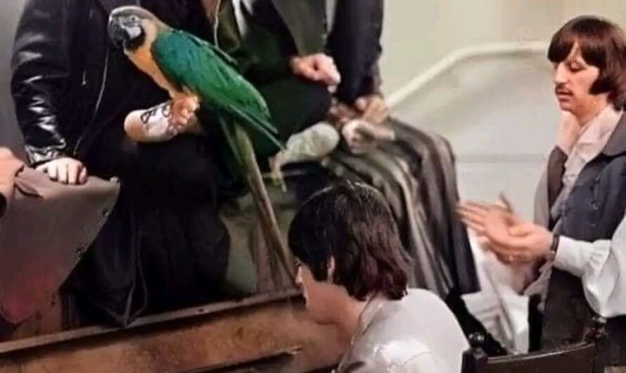 “The Fifth Beatle” — The Parrot Who Learned to Sing in the Corner of History